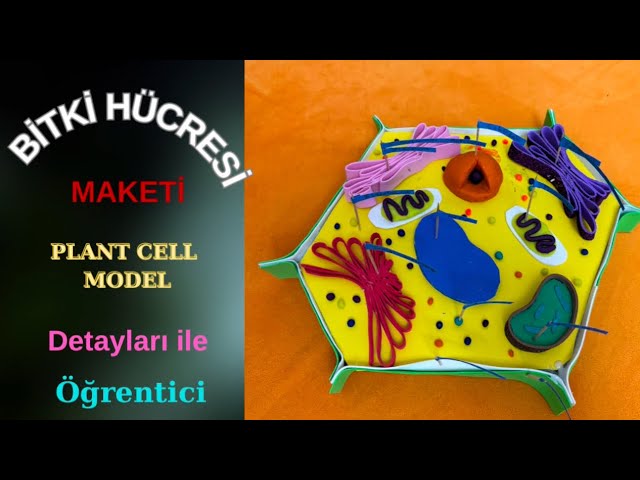 Bitki hücresi maketi yapımı🍀🌲💐 Plant cell construction🪴🍁🍄‍🟫🌾🥀🎋🍃🍄🍄🌹🌺🪷🌻🌼💐🪴🌿🌳🌵🌴☘️#plants #cell #bitki