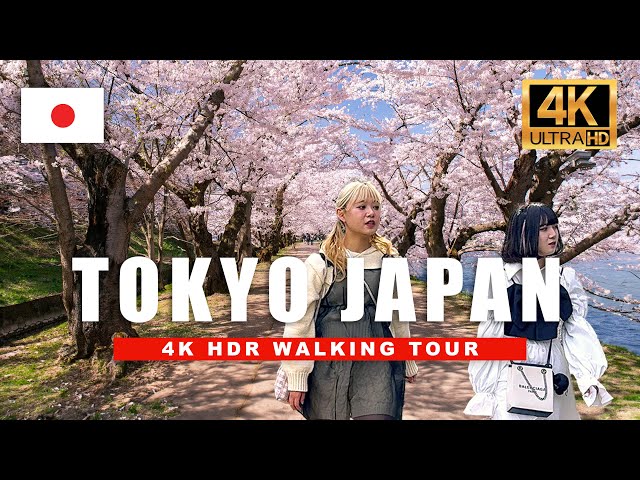 Tokyo in Bloom 4-Hour Sakura Season Walking Tour | Stunning Cherry Blossoms & Festivals 4K HDR 60fps