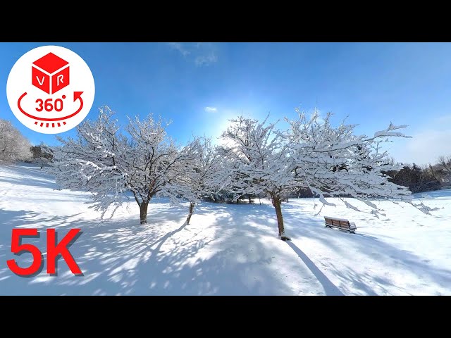 Snow forest Beautiful day in Canada | VR 360 Video 5K | Can In Canada 🇨🇦