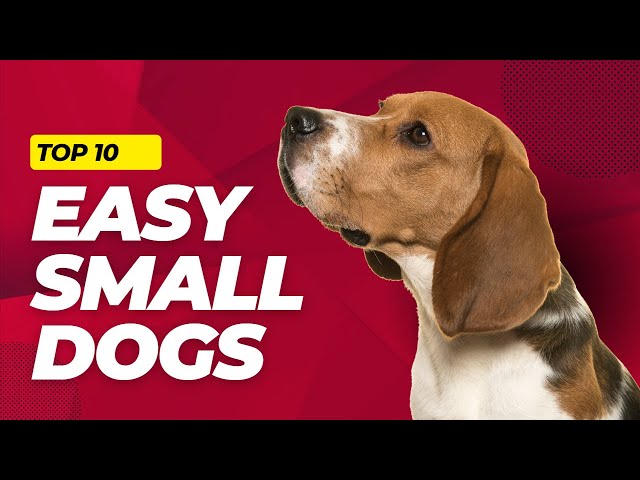 Top 10 EASY Small Dog Breeds That You'll Love - Low-Maintenance Dogs 101