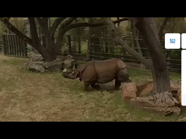 rhino playing with a ball