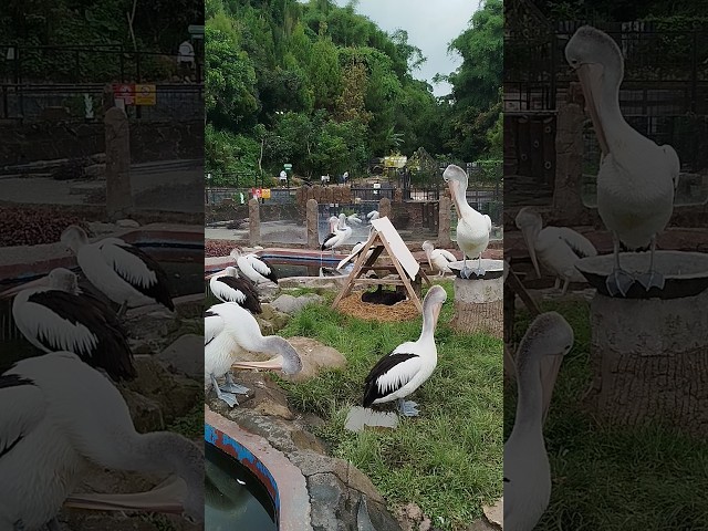 Pelican Bird #cuteanimals #zoo #wildlife #animals #cute #wildrivers #pets #explore #trending #viral