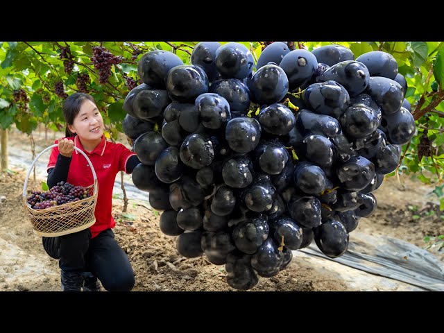 Harvesting Giant Purple Grapes - Goes to Market Sell | Fresh Fruits and Vegetables | Daily Life