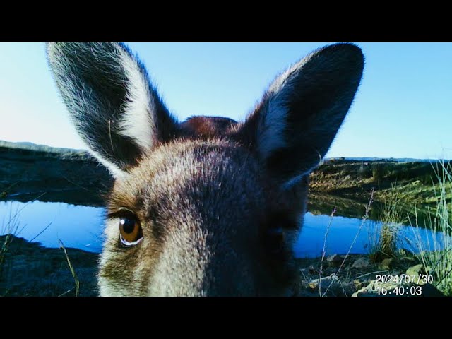 Up Close and Personal: Spectacular Wildlife Off Grid