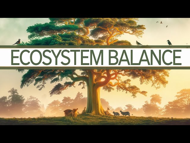 The Forest’s Secret: How Nature Stays in Balance