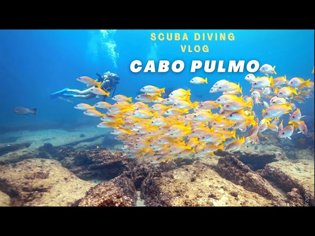 Scuba Diving in Cabo Pulmo | B.C.S Mexico | Travel Vlog