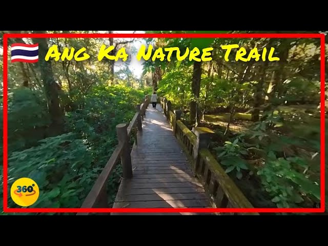 🇹🇭 [360°] Ang Ka Nature Trail - The Highest Peak of Thailand  : Chiang Mai