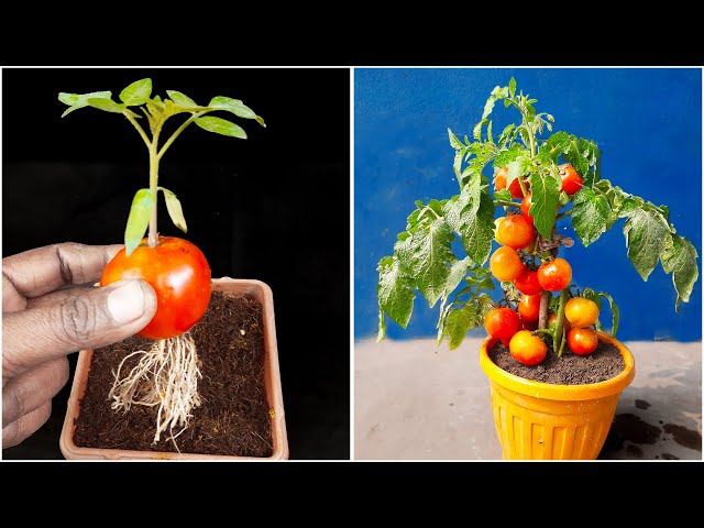 Best & easy method for grow tomato plant at home from fruits || Simple way to home planting