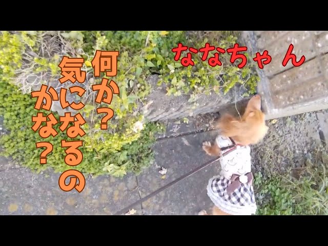 2024/09/27 ななちゃん散歩中に何か気になるのかな？