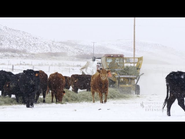 Winter Livestock Feeding