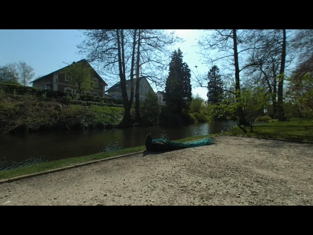 VR 180 3D Pfau im Schlosspark Jever