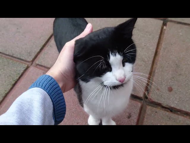 Cat Is Happy To See His Human (Meows With Joy)