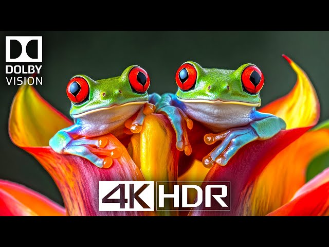 Incredible 4K HDR 60 FPS - A Visual Feast for Your Eyes (4K VIDEO ULTRA HD)