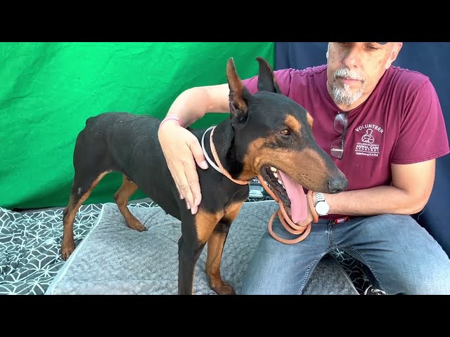 NEW! A5552020 Duke   | Doberman Pinscher