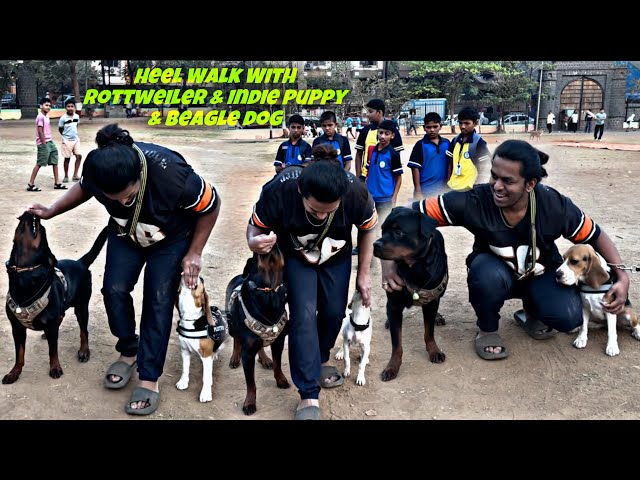 Rottweiler Training With StreetDog Puppy & Pluto the Beagle | How To Teach HeelWalk To Puppy Day-277