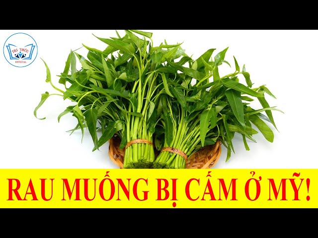 Chuyện lạ - Rau Muống bị cấm ở Mỹ! Tại sao lại thế? | Sự thật thú vị | TRI THỨC Official