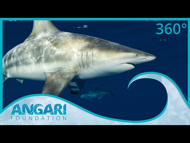 Generation Ocean: Sharks | Episode 2