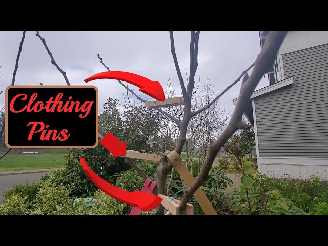 Using Clothing Pins To Train Young Fruit Trees