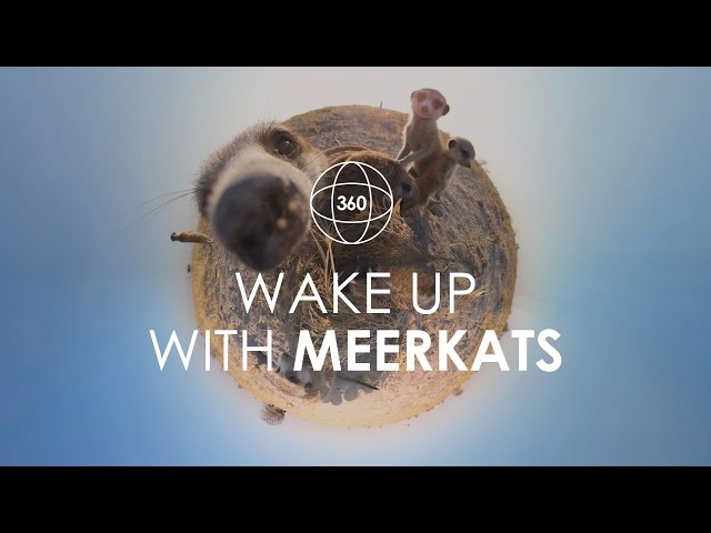 360° Video - Meet the Meerkats of Botswana | Rhino Africa