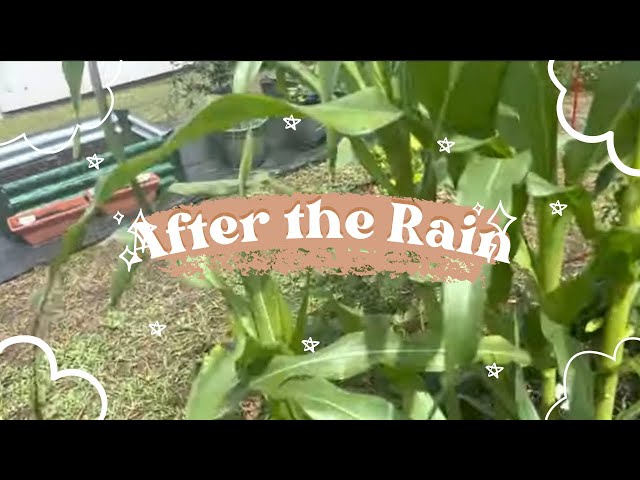 After the rain, garden updates #gardening #9a #9agardening #growyourownfood #flgardening #flgardens