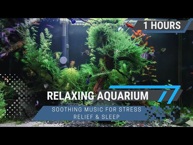 1 Hour of Relaxing Aquarium Views 🌊🐠 Soothing Music for Stress Relief & Sleep