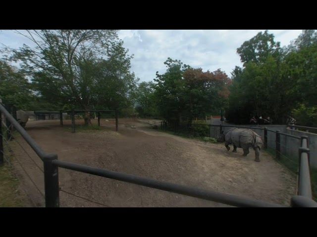 VR180 Toronto Zoo Black Rhino