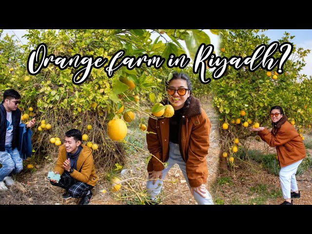 Orange farm in Riyadh Saudi arabia? #riyadh #ofw #payaman #trending