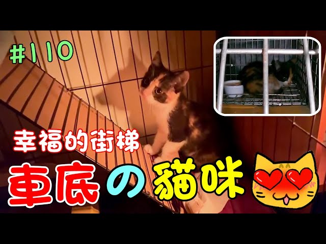 『車底的貓咪』流浪受傷！通往幸福的階梯 Cat Story #110