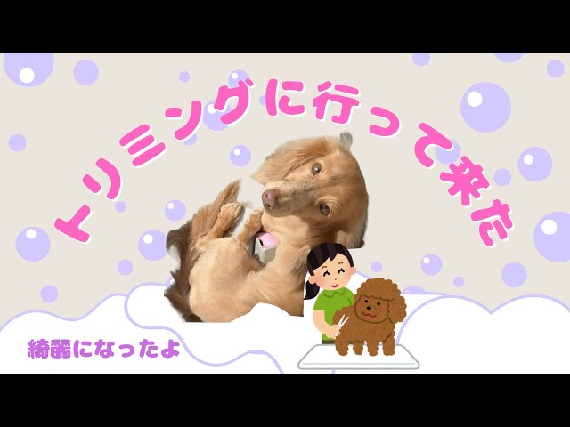 2024/09/24 トリミングに行って来たななちゃん