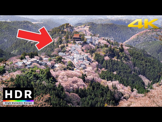 4K HDR Japan's World Heritage Cherry Blossoms - Mt. Yoshino Sakura - 2 hours