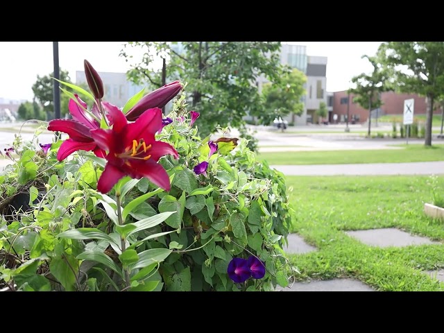 Blooms on campus