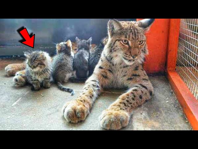 Wild Lynx from zoo adopts stray kittens and raises them as her own cubs