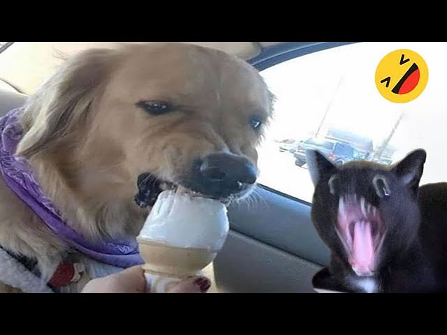 Funniest Animals 2025 😂 Best Funny Cats and Dogs 😻🐶 | Cute Baby Dogs