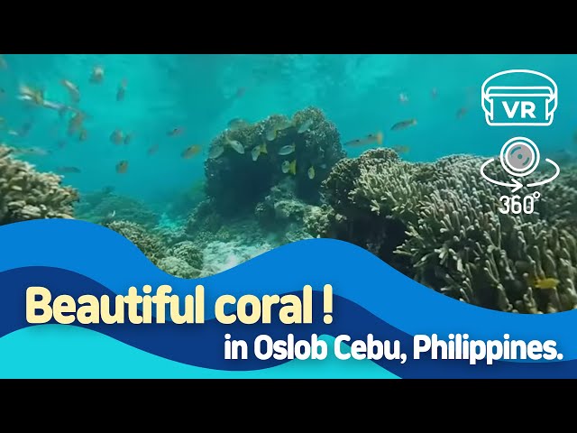 360 VR Coral in Oslob Cebu, Philippines.