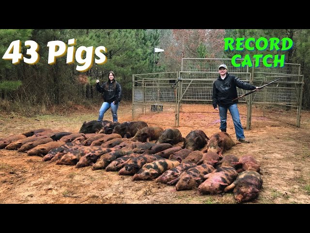 43 Pigs / Big Catch Little Trap ST 2X6 / Game Changer Traps