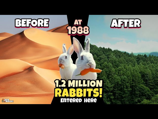 STOP Raising Camels in the Desert, Rabbits Are Better - China Proved it!