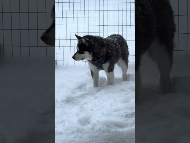 ❄️ Happy Snow Covered Alaskan Malamute 🤣 #cute #snow #husky #alaskanmalamute #dog