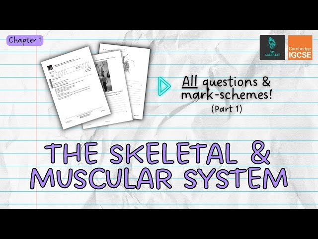 QUESTIONS, A* ANSWERS & MARK SCHEMES - Skeletal & Muscular System (Ch 1) - IGCSE PE exam revision