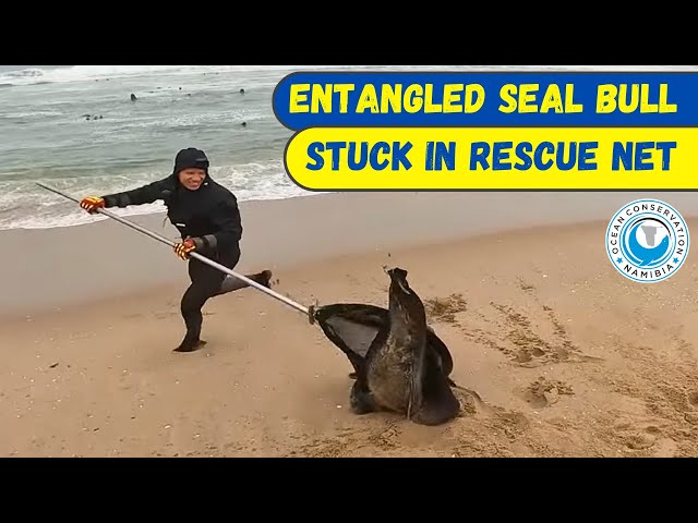 Entangled Seal Bull Stuck In Rescue Net