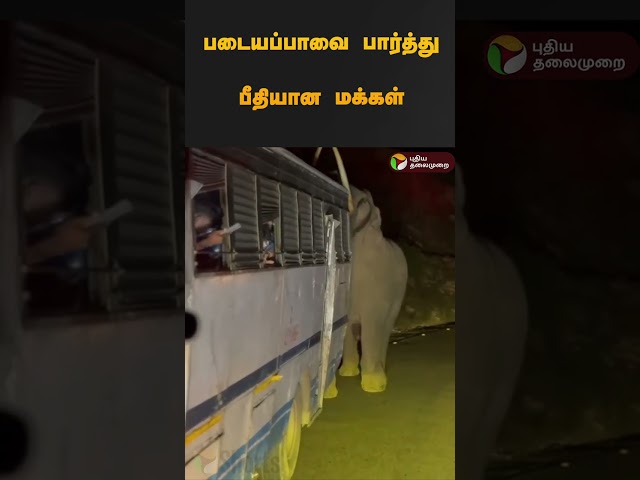 படையப்பாவை பார்த்து பீதியான மக்கள் | #elephant | #padaiyappa | #shorts