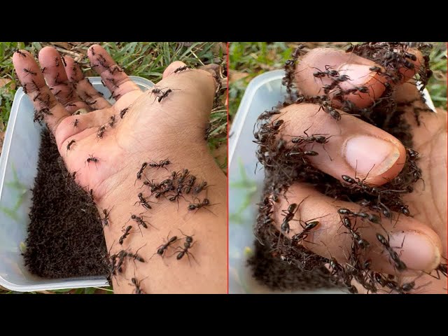 🐜🐜Brave man is stung by bullet ants so painful #bulletants #09