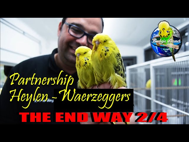 🐦BREEDING top BUDGIES 🐦 -Partnership Heylen-Waerzeggers BELGIUM  THE END WAY part 2/4