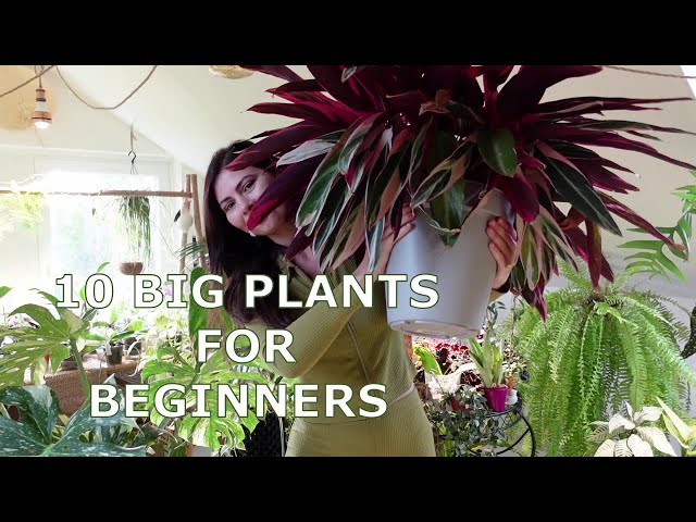 Thriving Giants🌱 10 Easy-to-Care-for Large Houseplants