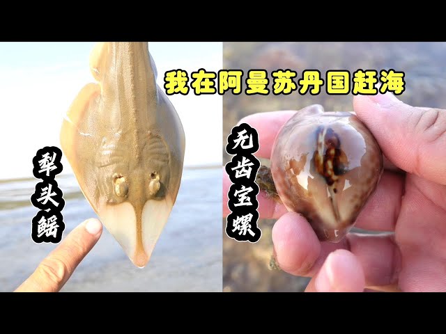 《Oman自驾》第7集：大潮赶海，收获好多稀有的无齿宝螺，一个就能卖大几百  #赶海 #环球旅行 #阿曼 #抓螃蟹 #自驾 #无齿宝螺 #露营生活 #户外 #大潮