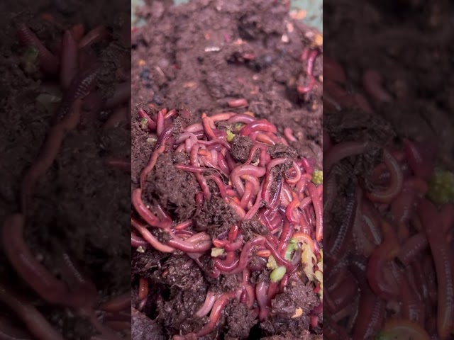 #composting #worms #vermicompost #nature #gardening #craigscompost