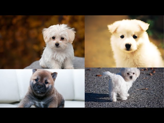 Cute puppy videos -- This will make your day. Funny dog videos 2021