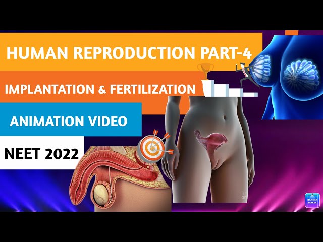 HUMAN REPRODUCTION PART-4| IMPLANTATION and FERTILIZATION | Class 12 |NEET 2022-23| ANIMATION #NEET