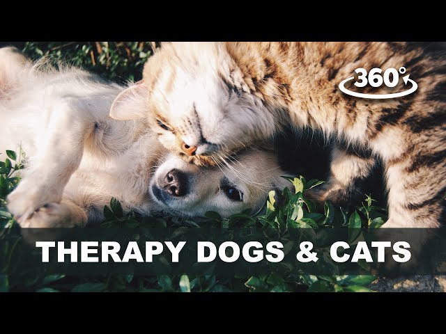 THERAPY DOGS & CATS