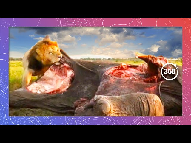 Male Lion Feasts on a Massive Elephant Carcass | Wildlife in 360 VR