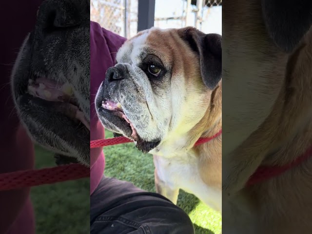 NEW A5675477 Gordo | English Bulldog